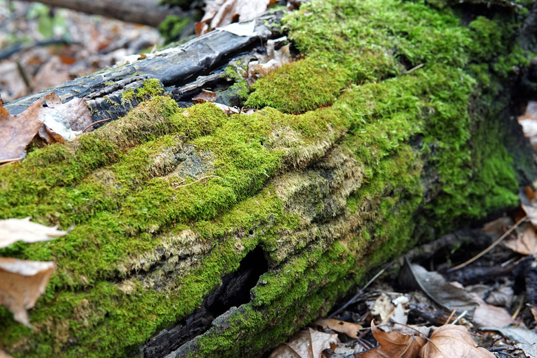 Moss-covered tree in the autumn closeup.