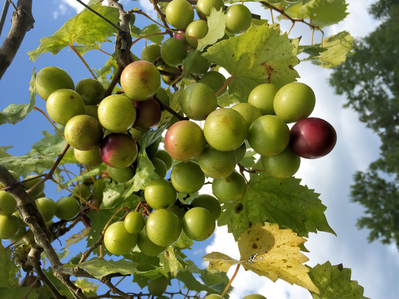 Muscadine Fruit Vine at a Vineyard in Warm Springs Georgia