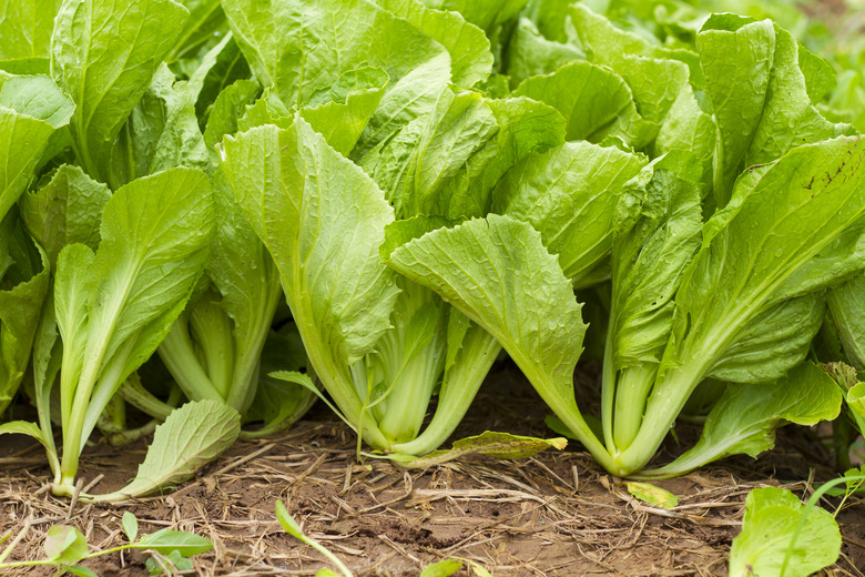 Green leaf mustard