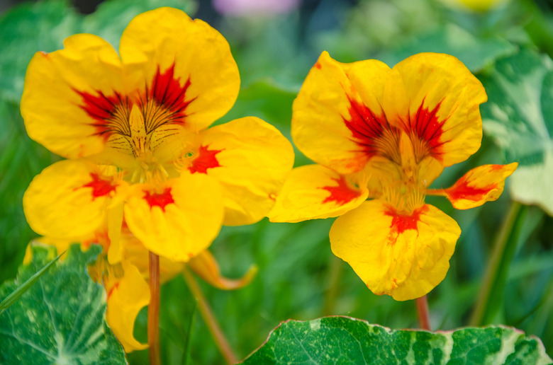 Close-Up Of Yellow Flowering Plant