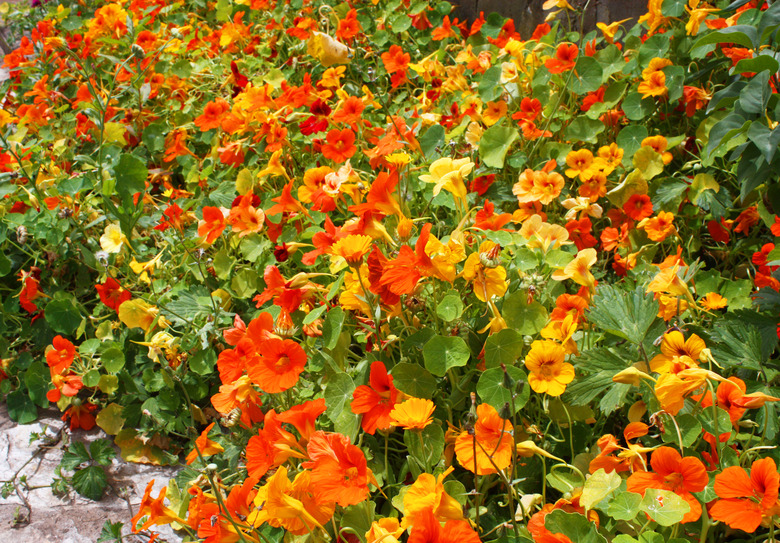 nasturtium