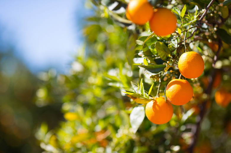 Valencia orange trees