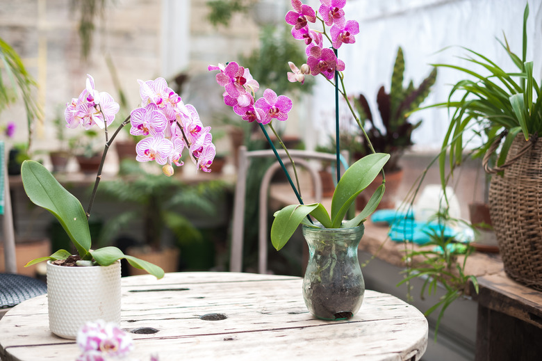 Orchids in the garden. Blooming orchids in a winter diy glass garden