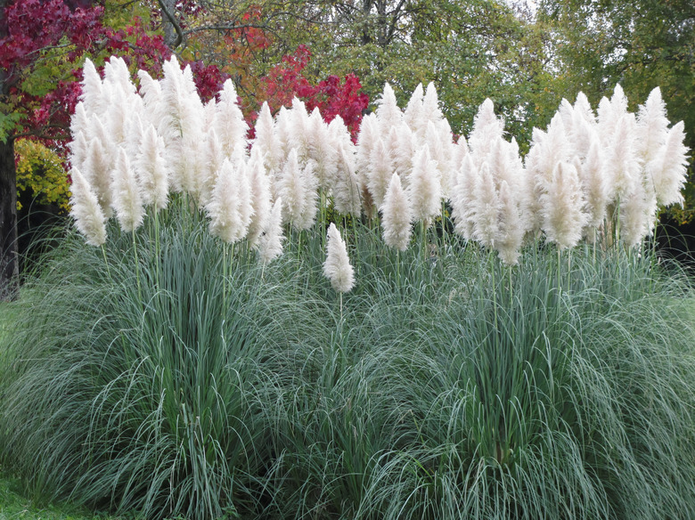 Pampas grass (Cortaderia selloana).