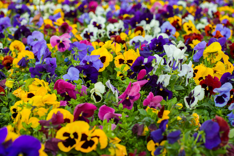 Full Frame Shot Of Purple Flowering Plants