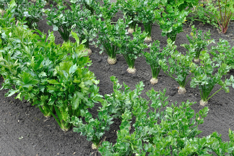 close-up of celery plantation (root and leaf vegetables) and parsnip