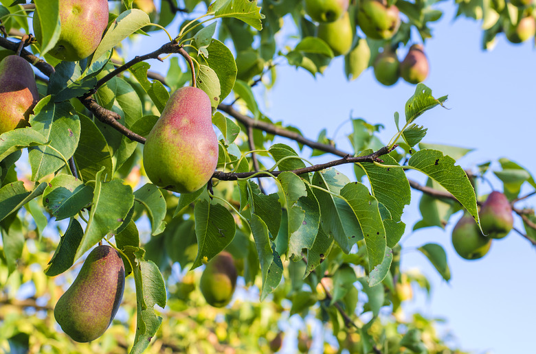 Pear on the tree