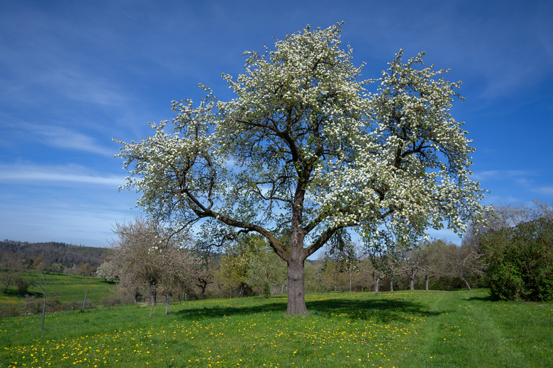 Big blooming pear tree in a meadow with dandelion