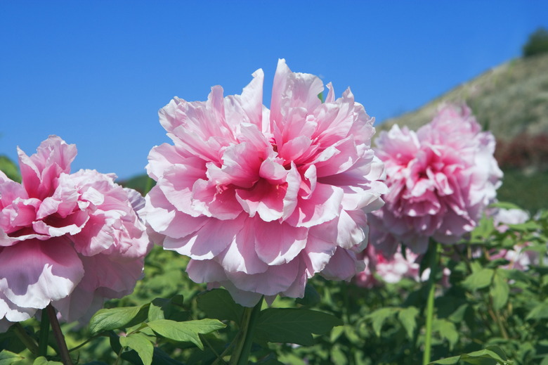 Pink peony