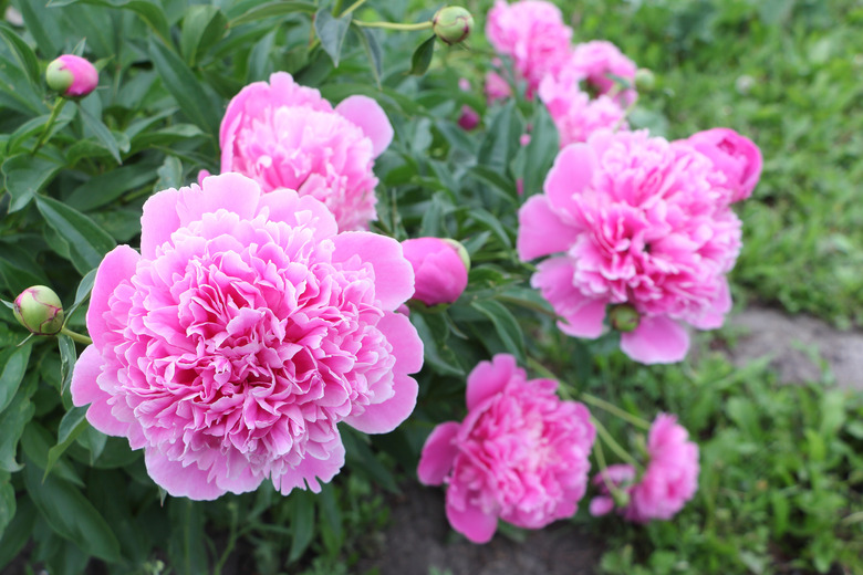 Pink peonies on green grass background in garden