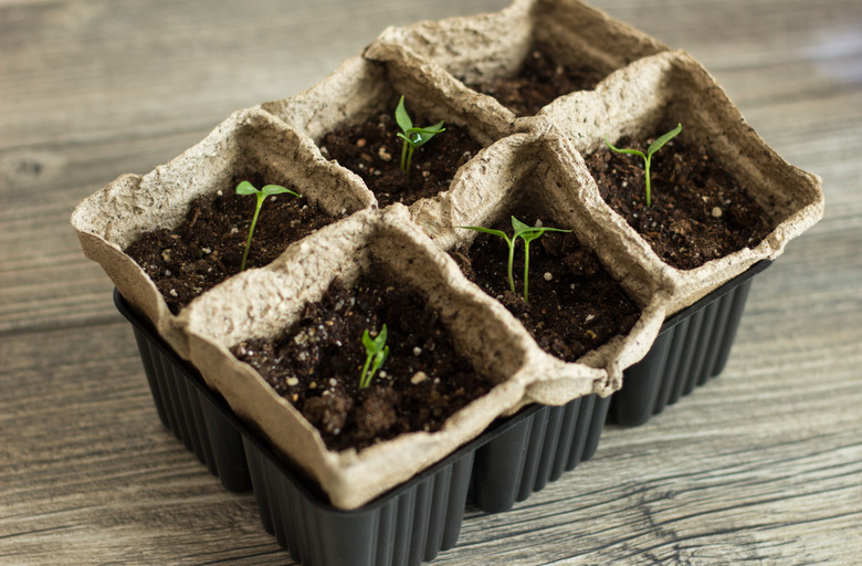 How To Grow Peppers In Containers Hunker