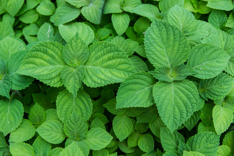 Perilla frutescens seedlings