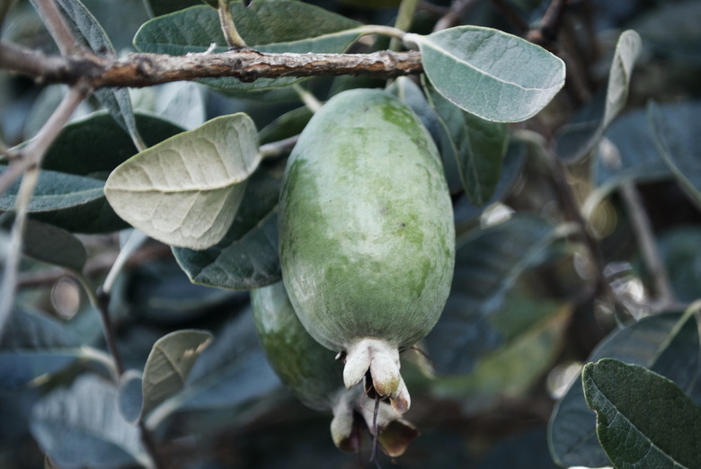 Fejoa (Acca sellowiana) Fruit