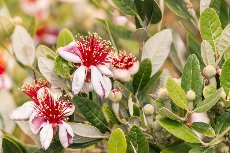 feijoa flowers and buds on feijoa tree