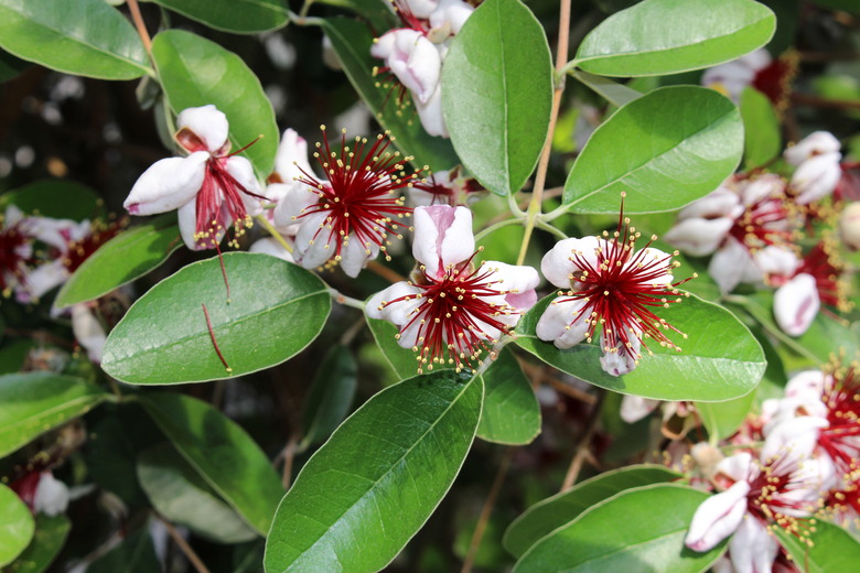 Pineapple Guava fruit flower - Acca Sellowiana