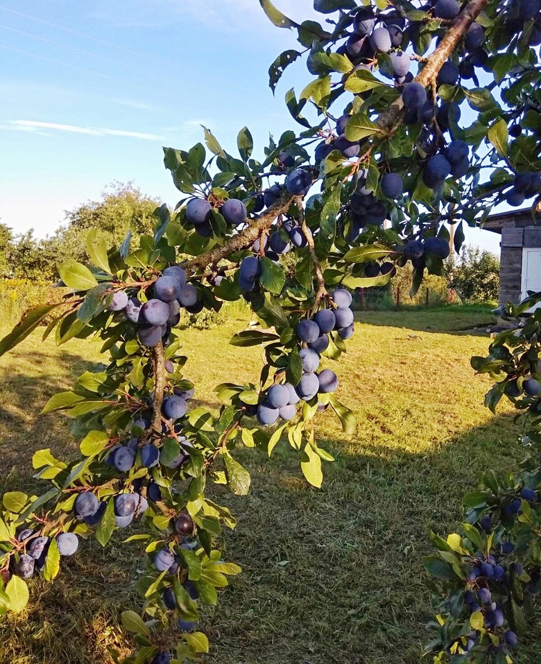 Plums On Tree