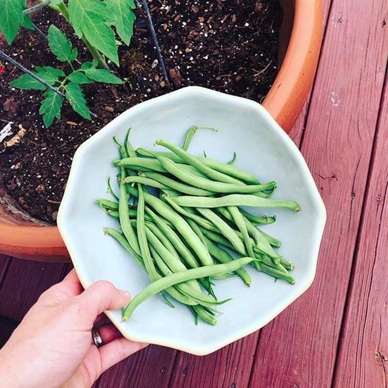 Harvested pole beans