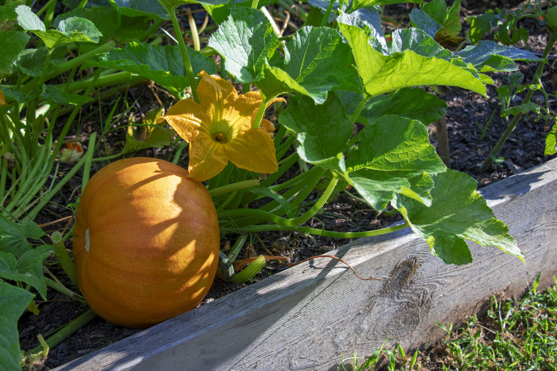 Close-up of a pumpkin plant, pumpkin, and yellow blossom growing in a raised bed garden.