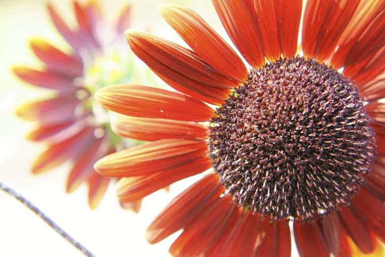 Red flower and white background