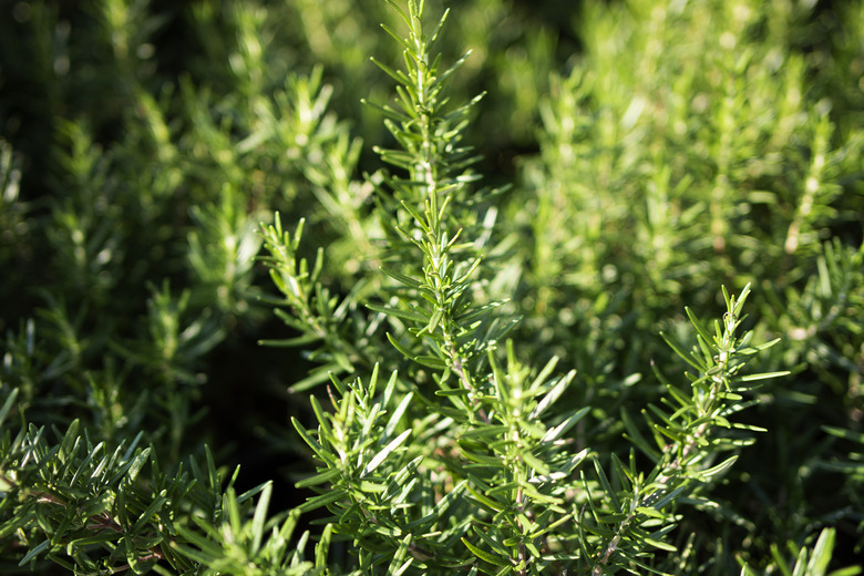 close up foliage green rosemary plant