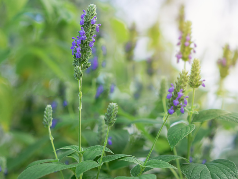 Salvia flowers in garden