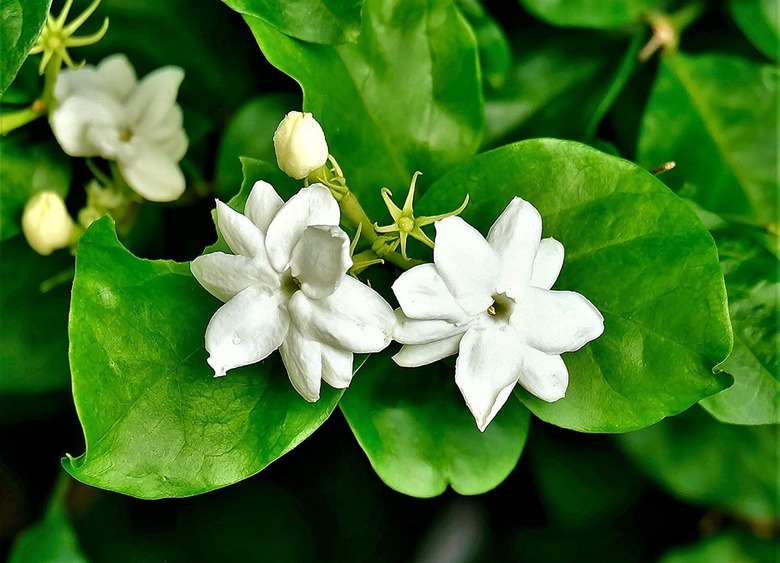 Jasmine Sambac Plant