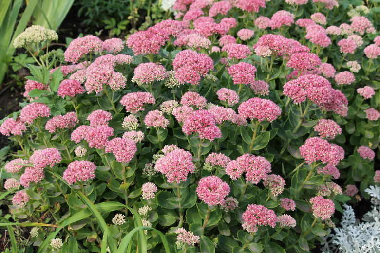 Showy stonecrop flowers (Sedum spectabile or Hylotelephium spectabile) on flowerbed