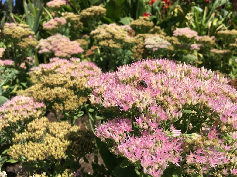 Sedum 'Autumn Joy'