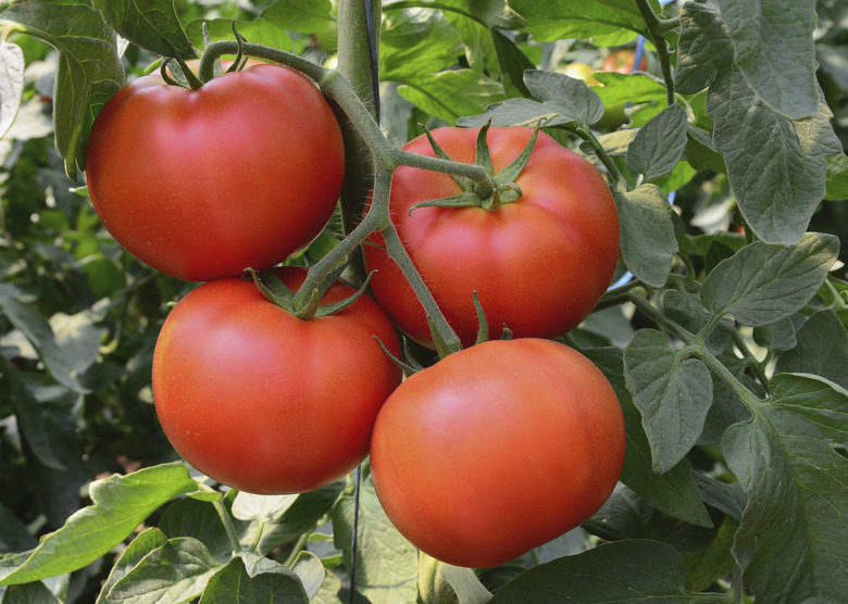 Tomato 35