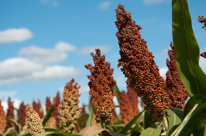 Sorghum