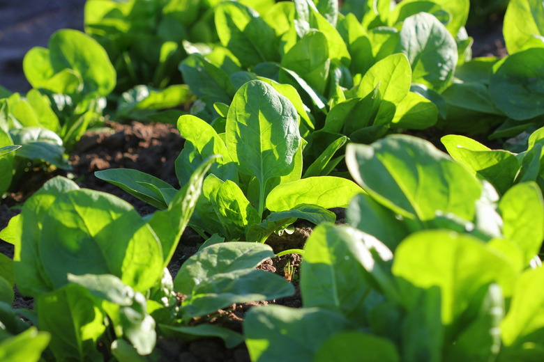 Fresh organic leaves of spinach in the garden