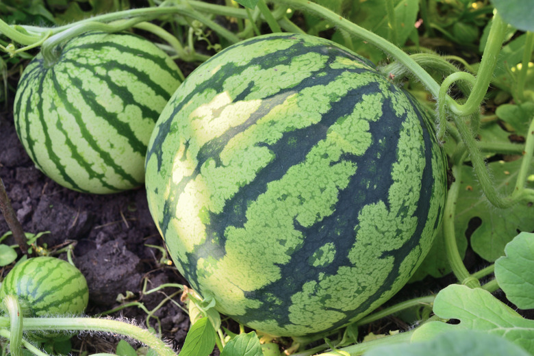 Closeup - three watermelons growing in the garden.