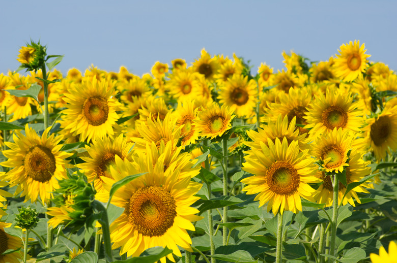 Field of blooming sunflowers