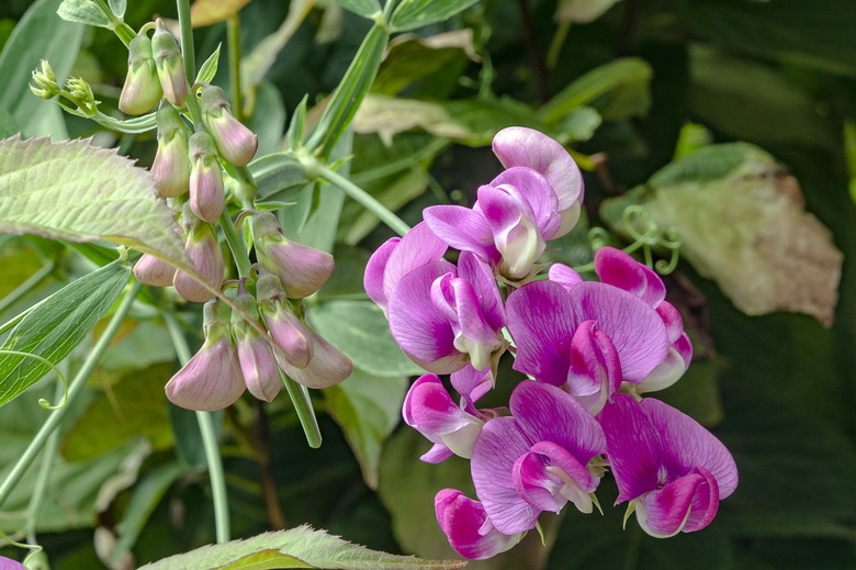 Everlasting sweet pea