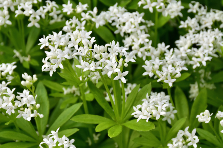 Woodruff (Galium odoratum)