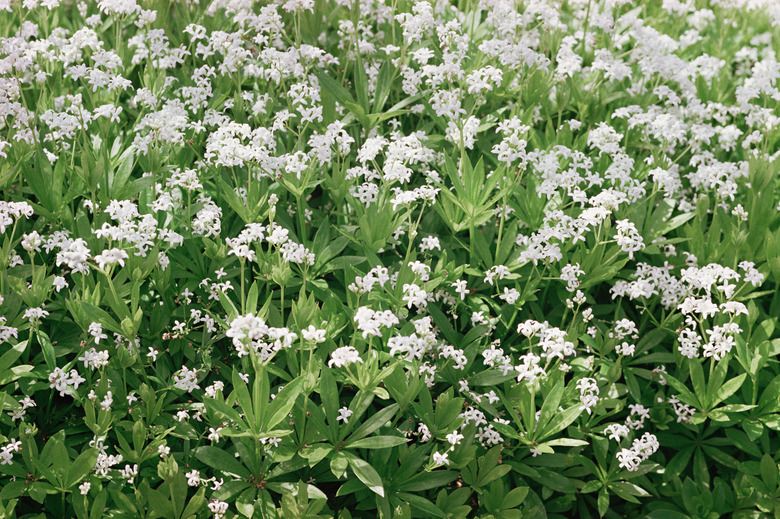 Woodruff plant