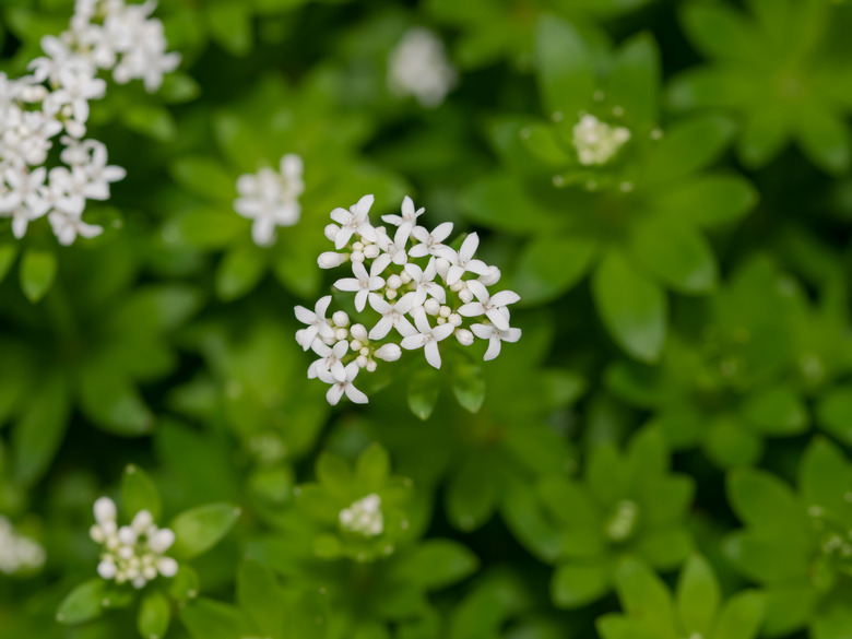 Woodruff - healing herbs - galium odoratum