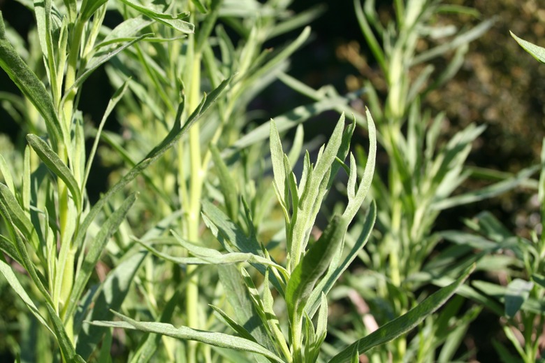 Tarragon