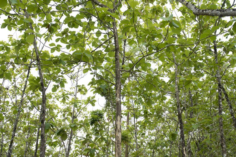 Teak Tree Garden