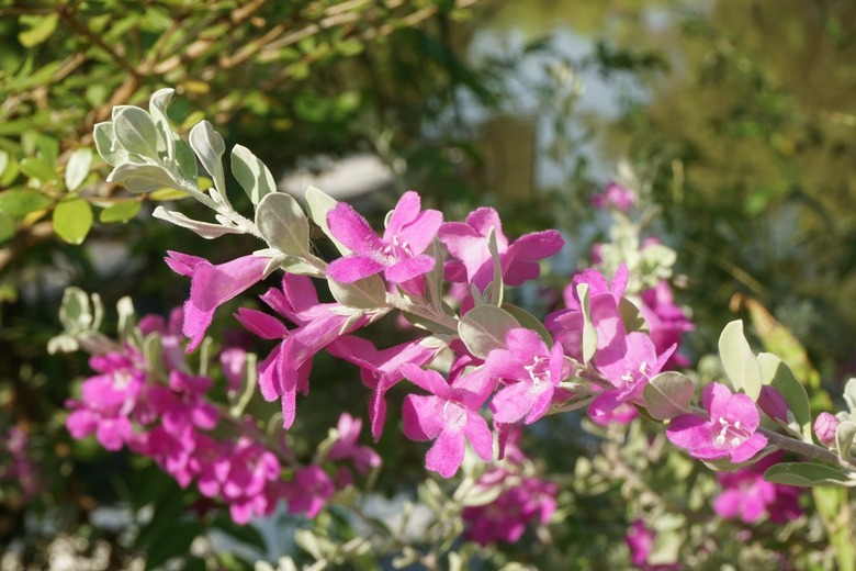 Leucophyllum frutescens flower in nature garden