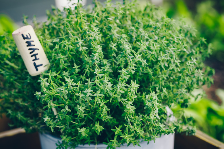 Thyme. Thyme plant in a pot. Thyme herb growing in garden.