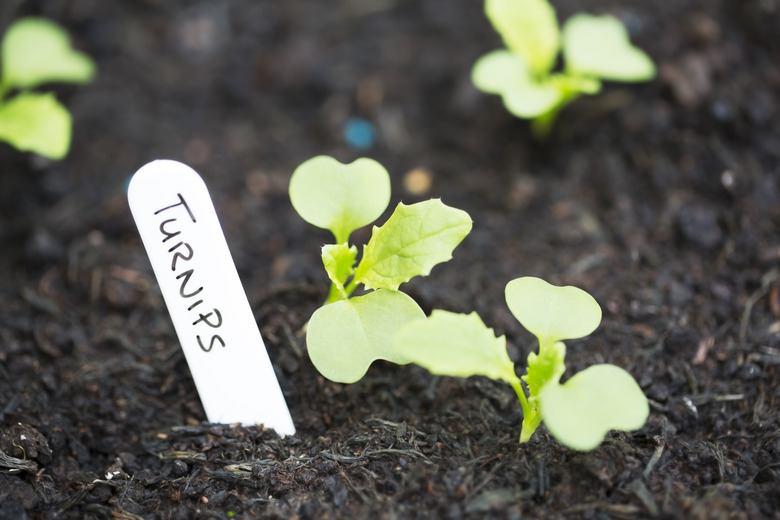 Turnip Sprouts