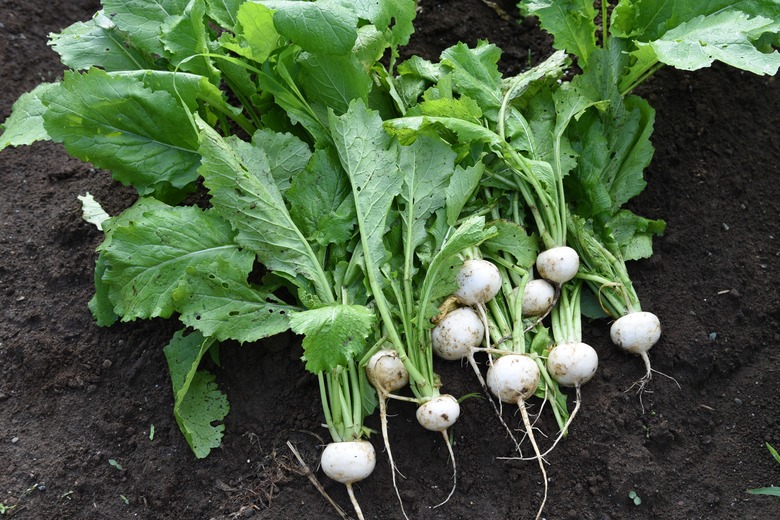 Turnip harvesting