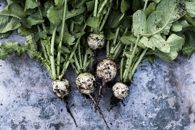 High angle close up of a bunch of freshly picked turnips on grey background.