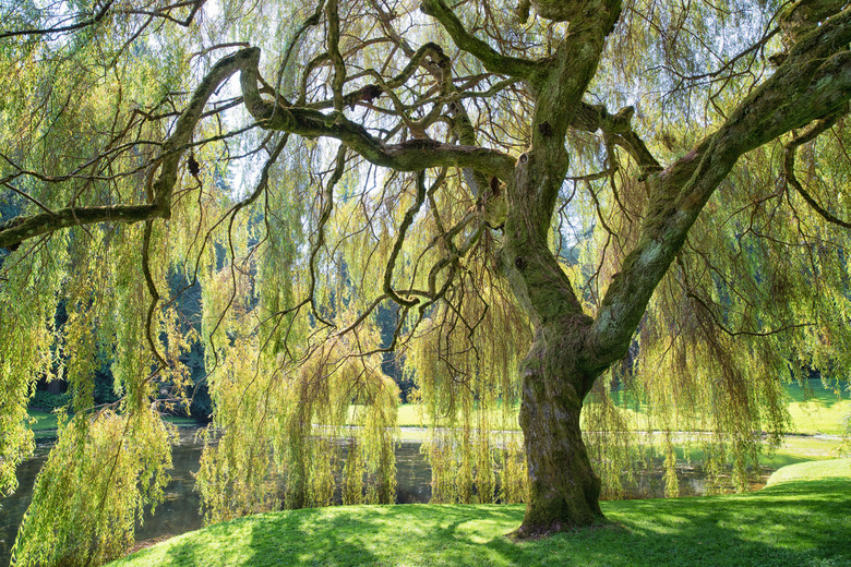 Weeping Willow Tree