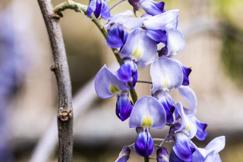 Wild wisteria flowers hanging from the entwined tree. (Close-up) Mitake, Tsu, Mie, Japan