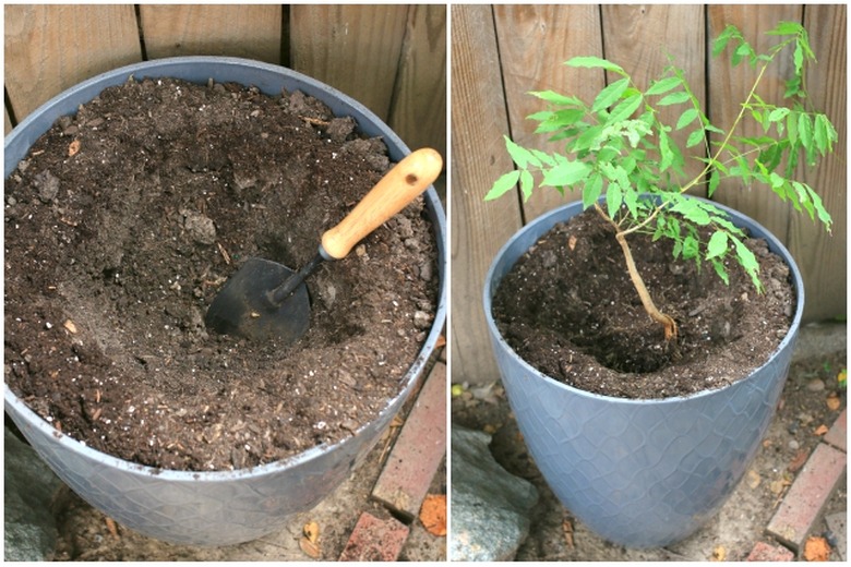 Grey potted plants with potting soil and a green plant