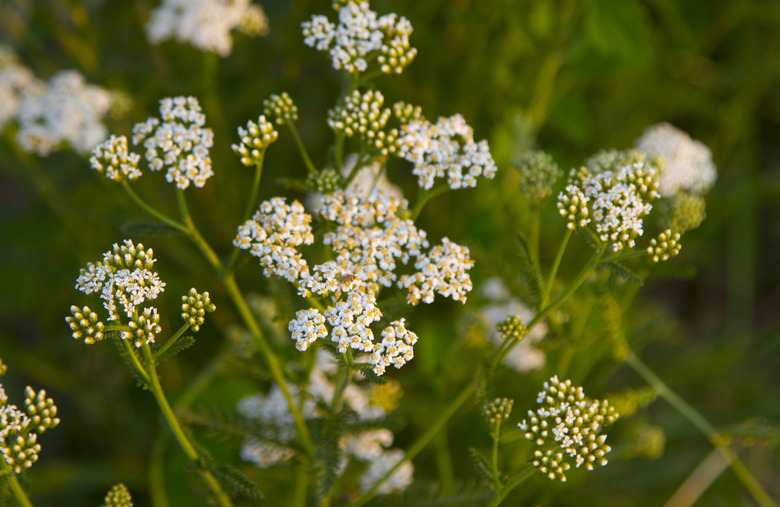 Achillea Millefolium