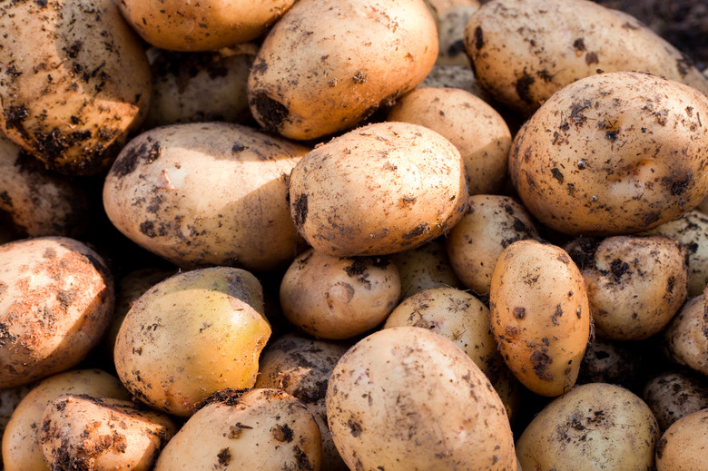 Yukon Gold potatoes