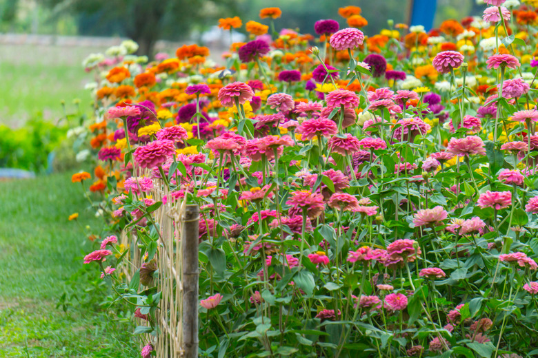 Close-Up Of Fresh Pink Flowers Blooming In Field